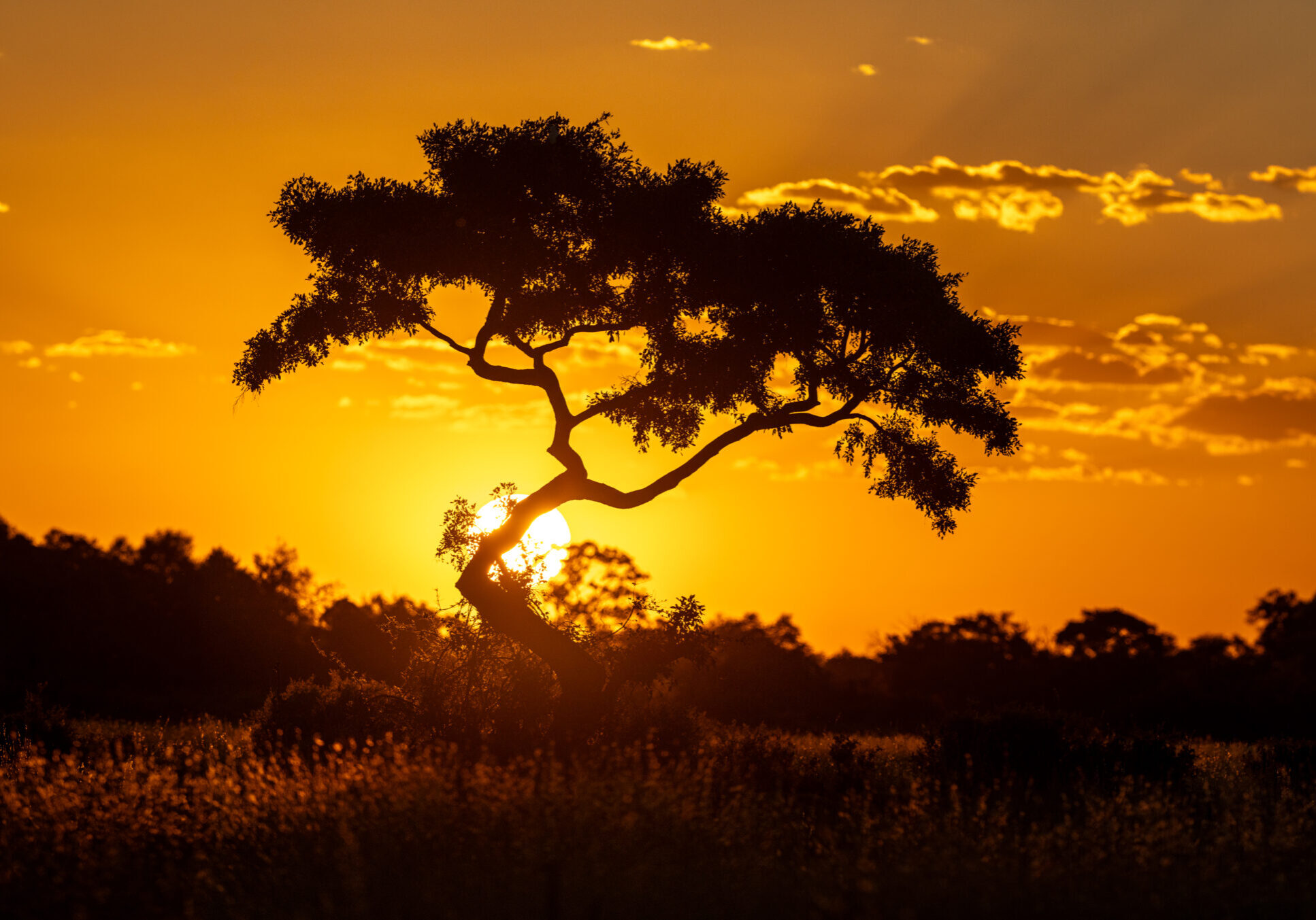 Chase and Reprieve in the Kalahari-