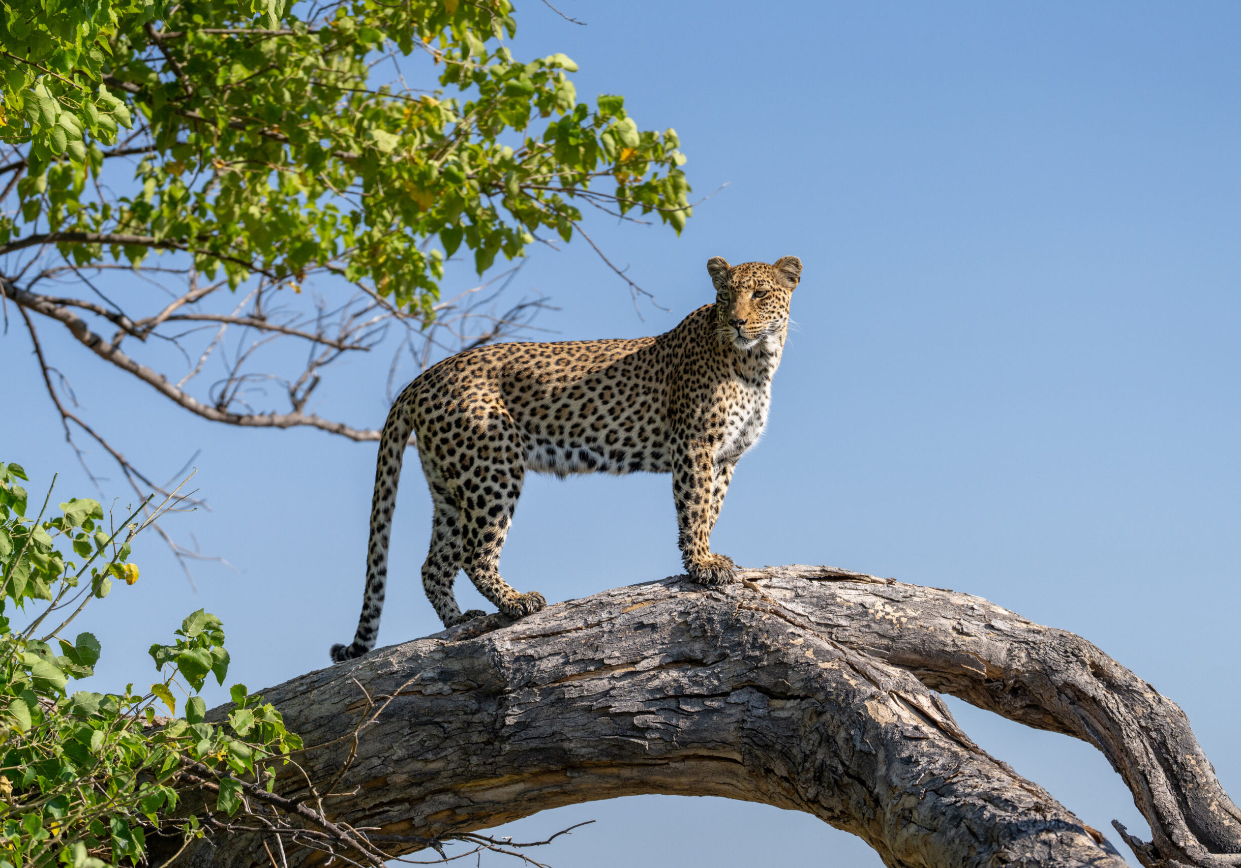 Dawn Chase in the Wilderness-700746