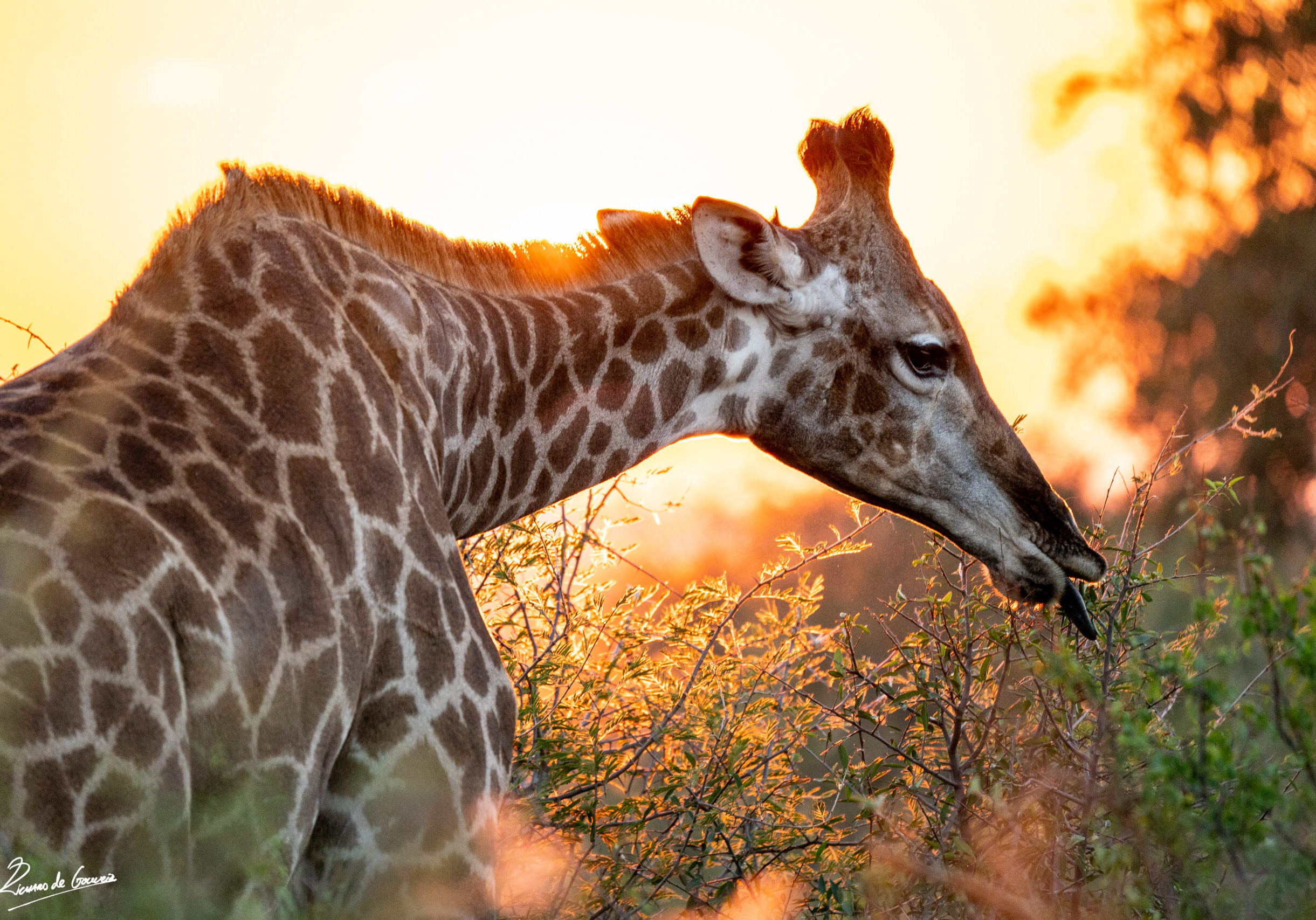 Dynamic range Mirrorless and Wildlife-5