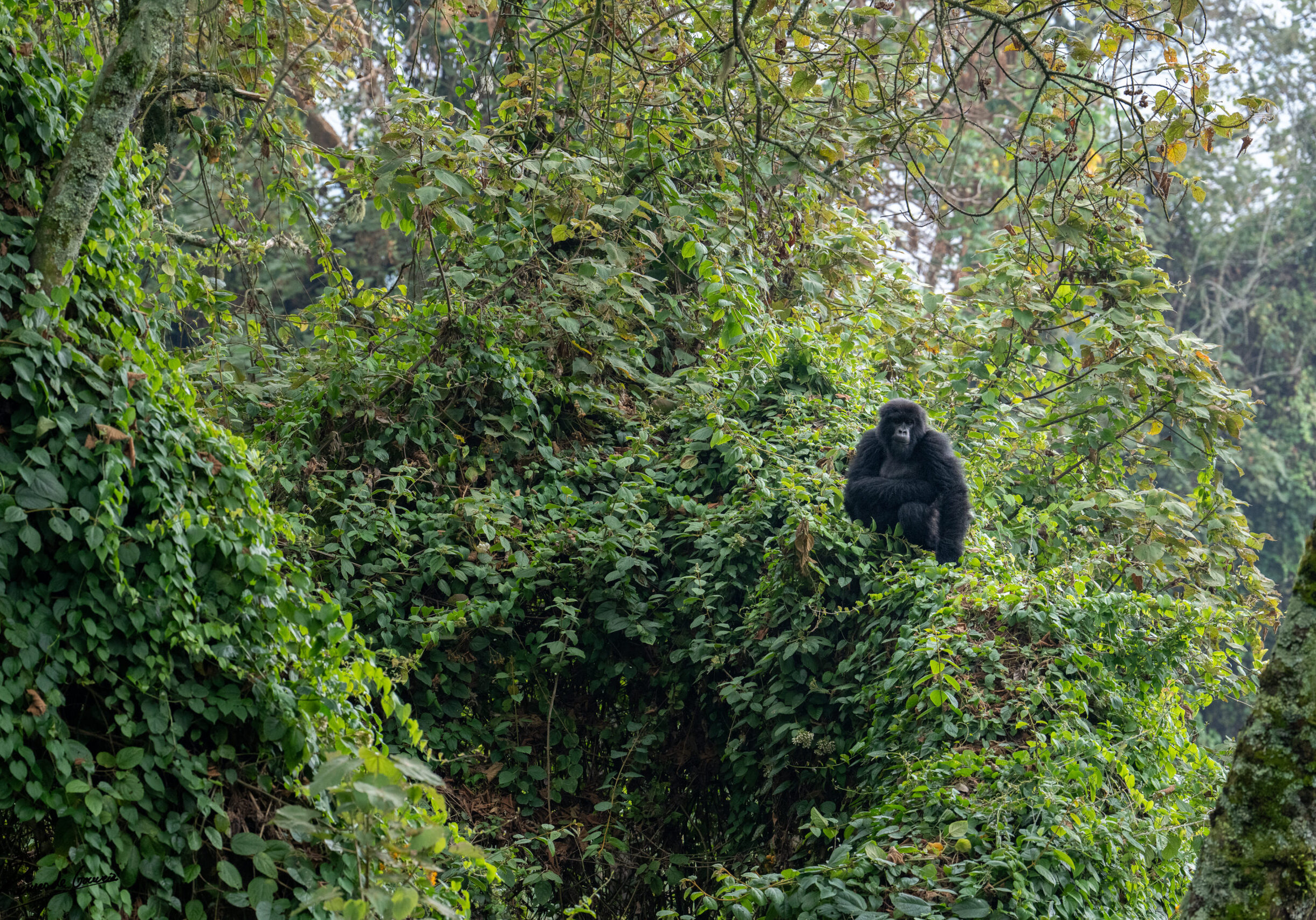 Gorillas, Rhinos and Wild Dogs-01624