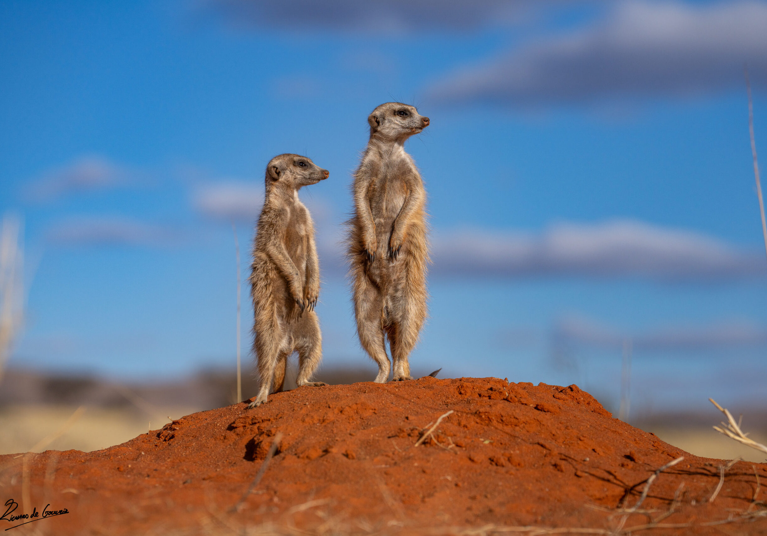 Meerkats