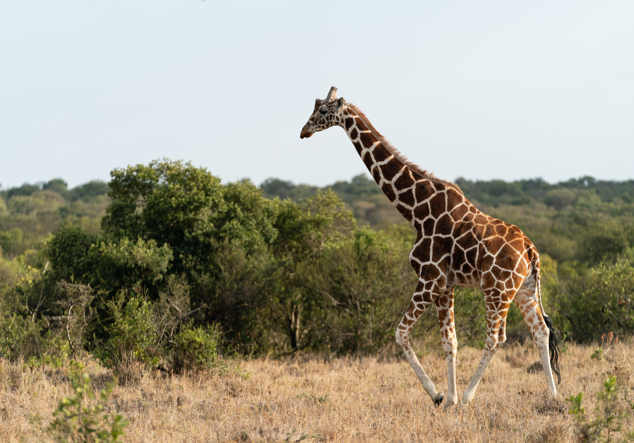 Ultimate East Africa-9207995