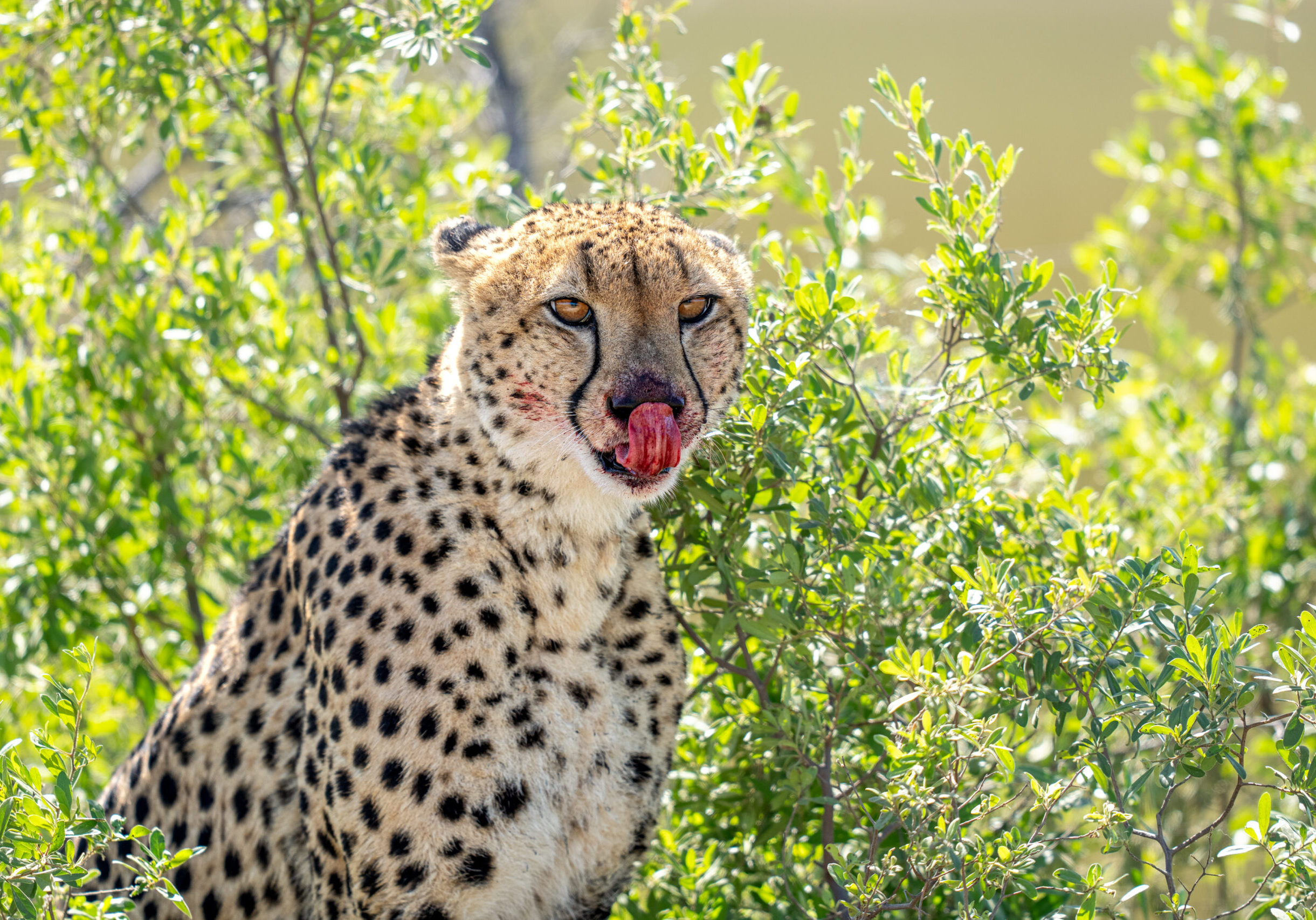 Unforeseen Encounters in the Wild-02645